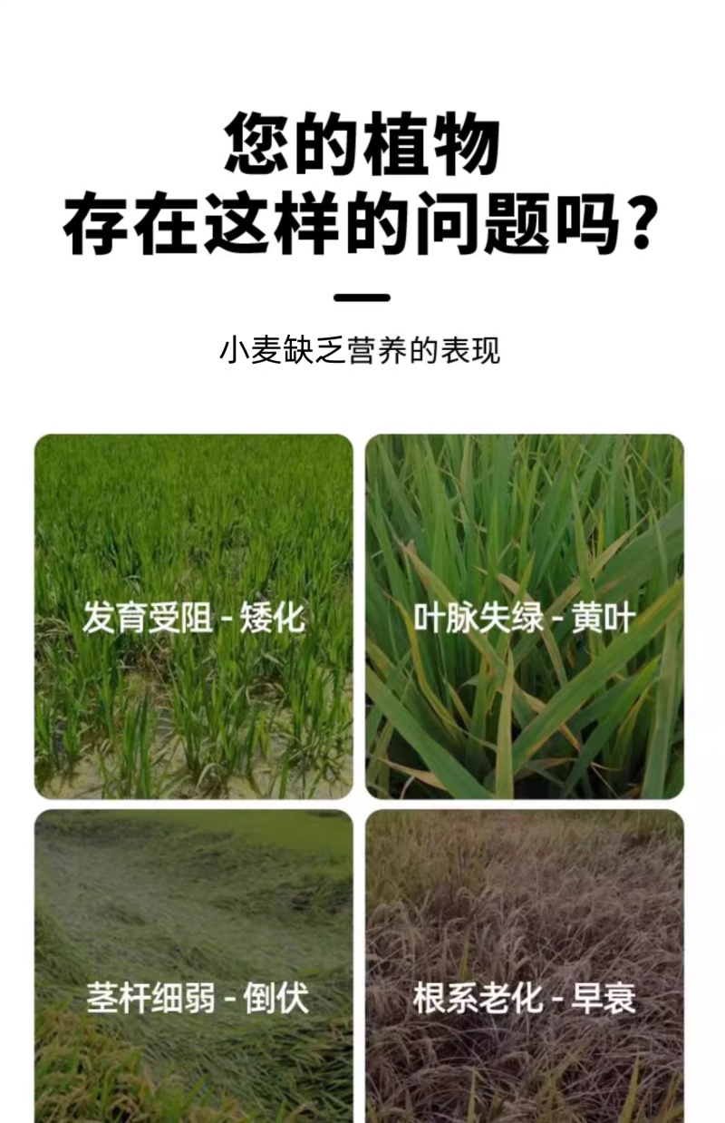 亿禾康麦黄金小麦高产微量元素水溶肥促生根壮减少秕子正品