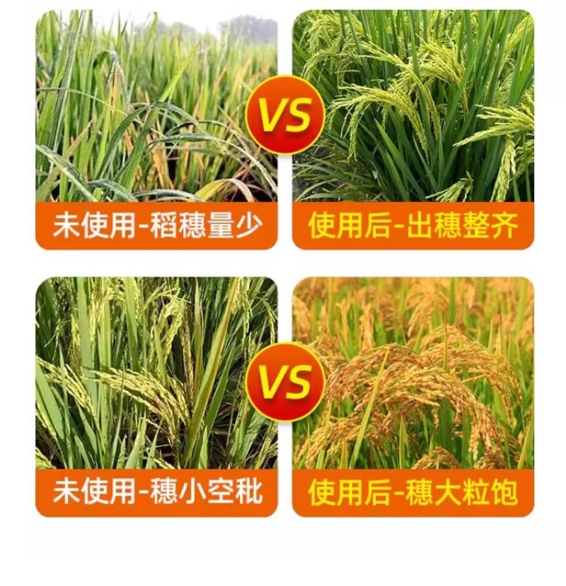 亿禾康麦黄金小麦高产微量元素水溶肥促生根壮减少秕子正品