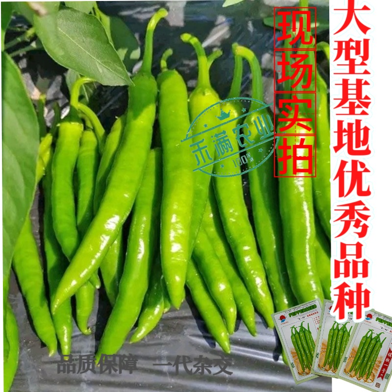 镇辣一号杭椒种子早熟高产蔬菜种子辣椒种淡绿色辣味中等辣椒
