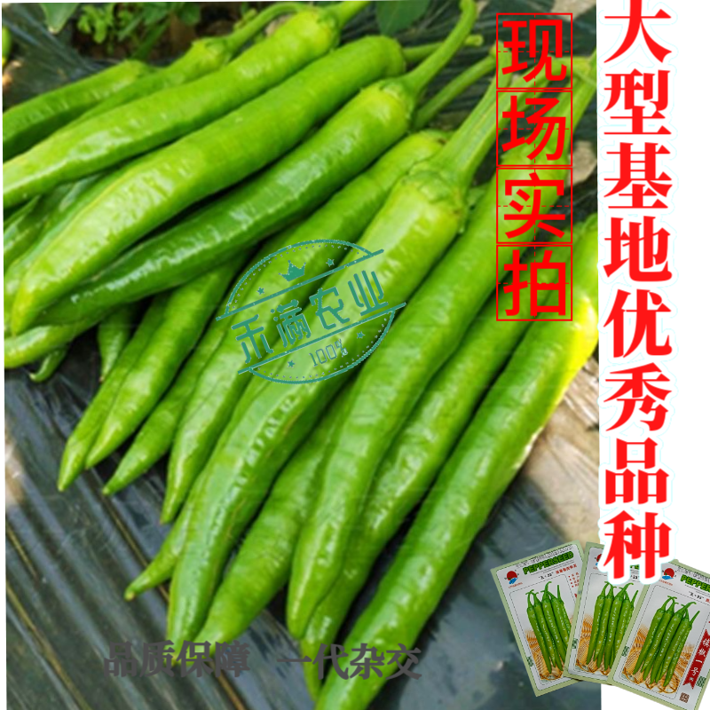 镇辣一号杭椒种子早熟高产蔬菜种子辣椒种淡绿色辣味中等辣椒