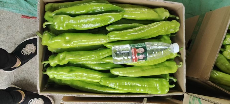【推荐】广西辣椒精品黄皮椒产地大量上价优欢迎致电合作
