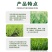 帆邦麦真妙唑啉草酯10%农用麦田除草强力除草剂禾本科杂草