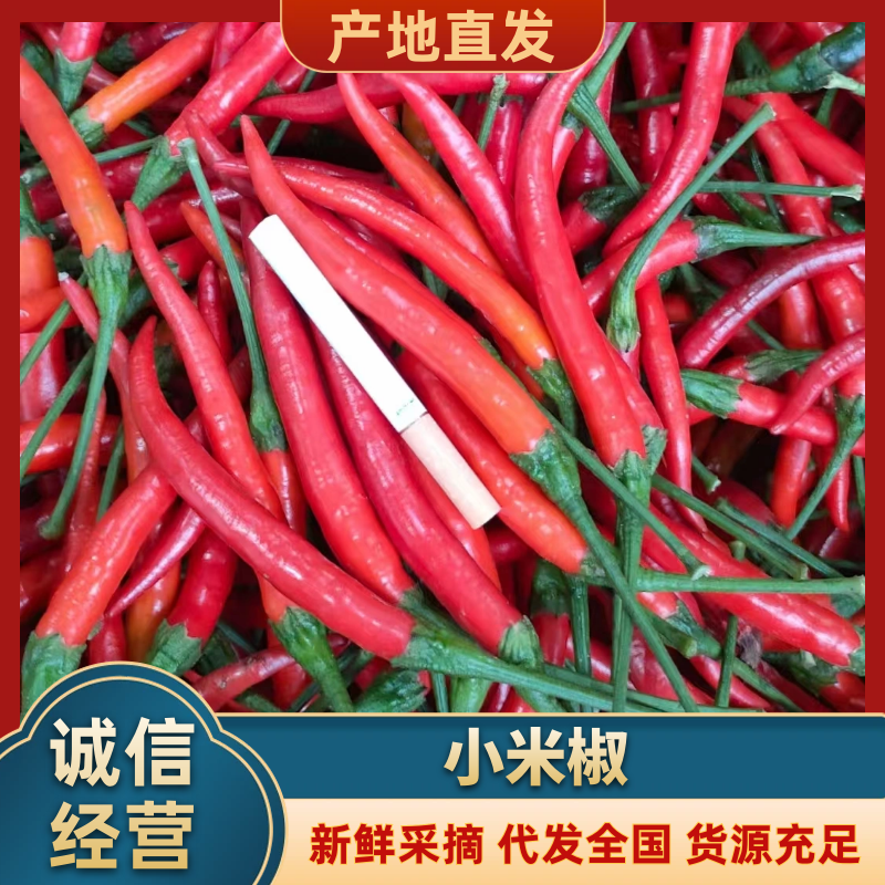 【精品】河南鹿邑优质小米椒接受各种规格定制欢迎选购