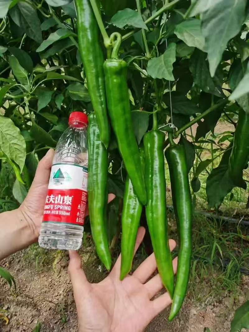 【青皮尖椒】广东徐闻基地直供质量保证货源充足全国发货