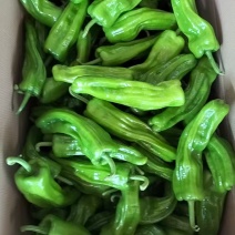 【精品薄皮椒】广东基地直发质量上乘价格美丽对接商超市场