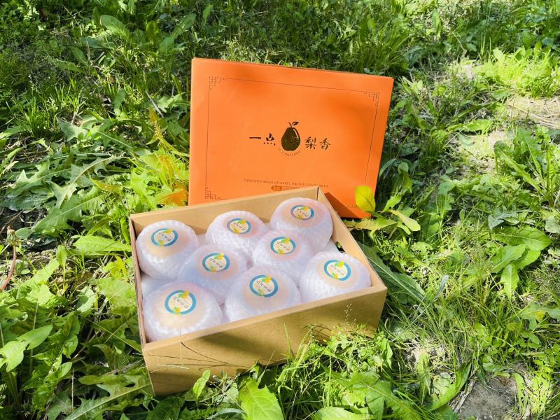 梨秋月梨新疆冰糖秋月梨汁水充盈爽脆一件代发欢迎咨询