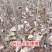 紫穗槐/河南商丘民权基地种植/对接全国采购商