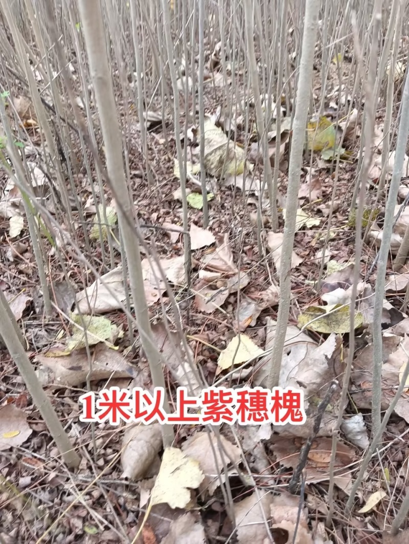 紫穗槐/河南商丘民权基地种植/对接全国采购商