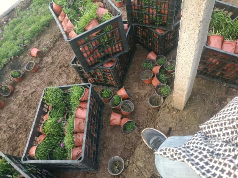 欧石竹基地直发地被草坪耐寒量大优惠对接全国等