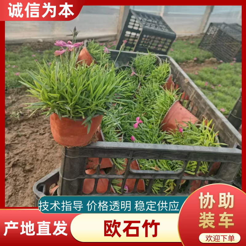 欧石竹基地直发地被草坪耐寒量大优惠对接全国等