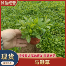 马鞭草基地直发提供技术指导品种齐全对接全国批发等