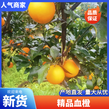 四川内江资中塔罗科血橙爱瑷橙，果面干净，果道巴适