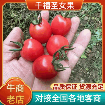莘县千禧圣女果大量上市长期供货欢迎致电