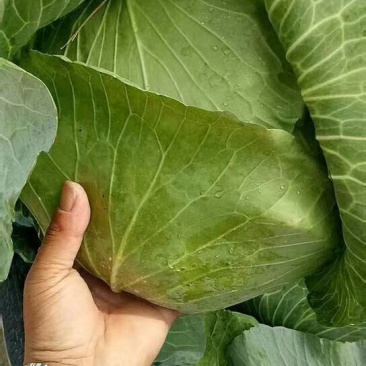 精品包菜扁包菜一手货源基地直发对接各大商超欢迎来电