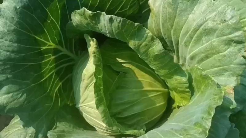 精品包菜扁包菜一手货源基地直发对接各大商超欢迎来电