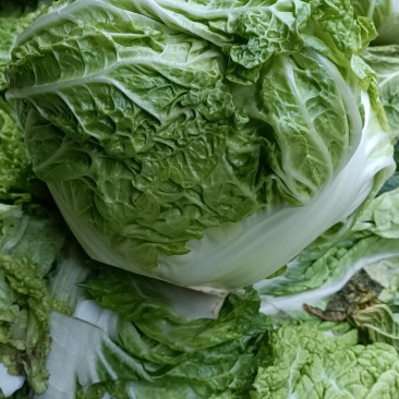 精品大白菜东京868大白菜基地直发货源充足价格实惠