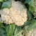 精品花菜松花菜大量有货价格美丽基地直发欢迎来电