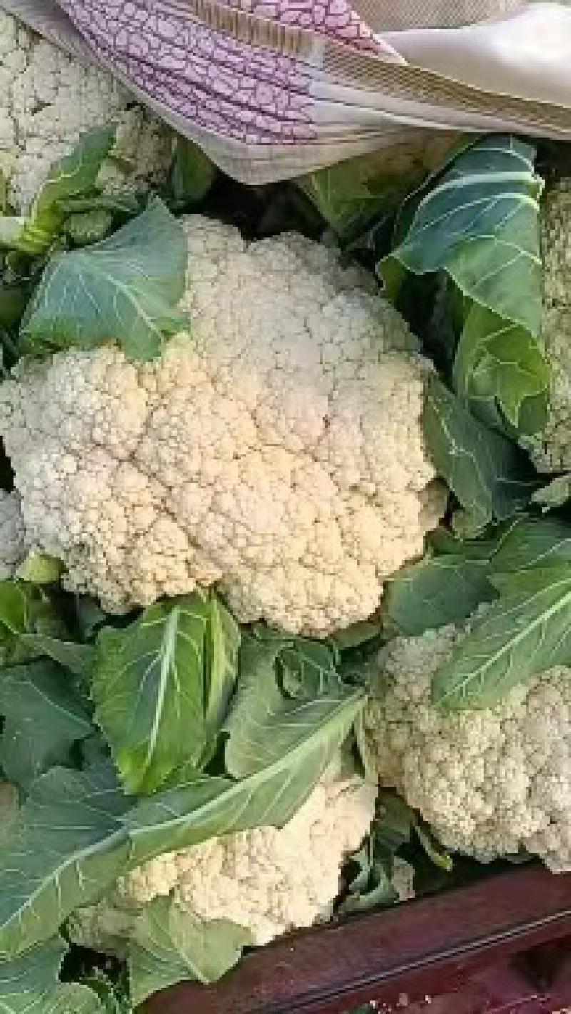 精品花菜松花菜大量有货价格美丽基地直发欢迎来电