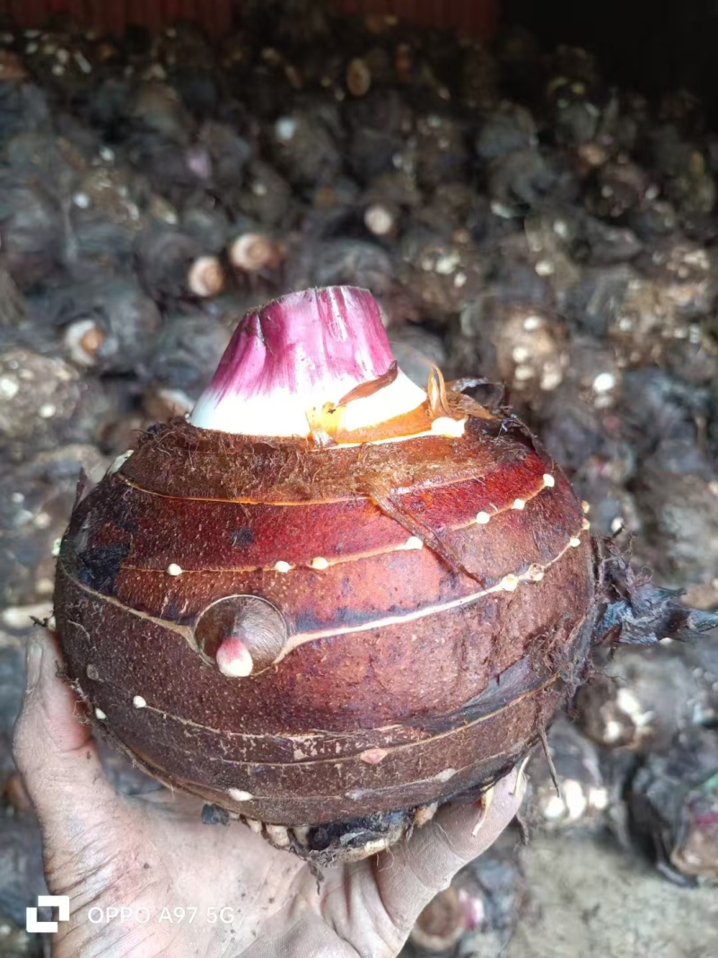 香芋槟榔芋头一件代发新鲜芋头蔬菜正宗香大芋头槟榔
