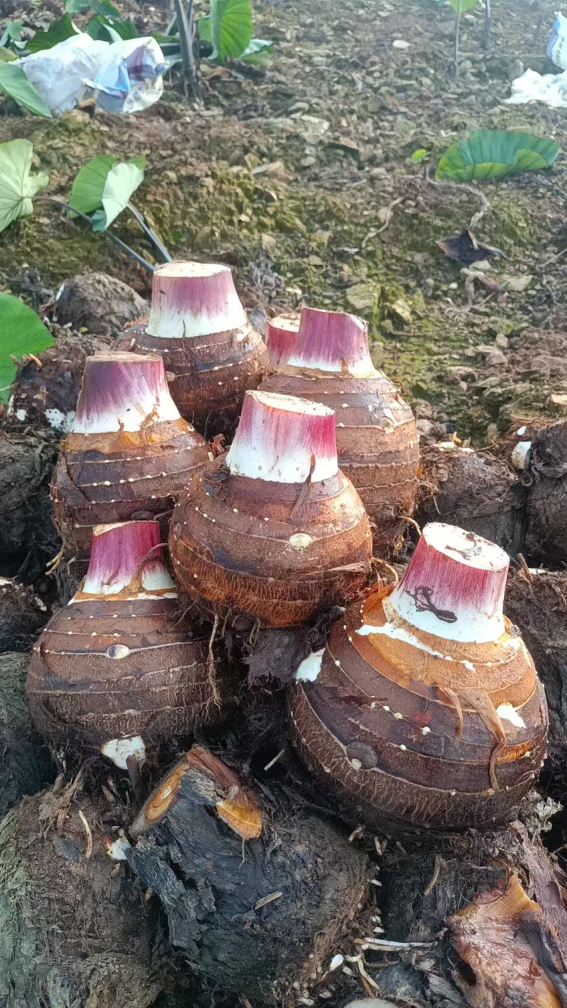 香芋槟榔芋头一件代发新鲜芋头蔬菜正宗香大芋头槟榔