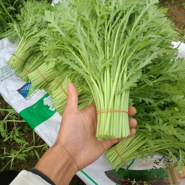 精品茼蒿江苏产地直发供应电商市场全国发货可视频