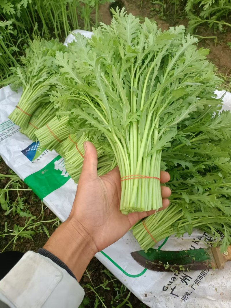 精品茼蒿江苏产地直发供应电商市场全国发货可视频