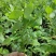 云蒙蓝莓基地供应兔眼蓝莓薄雾蓝莓种苗现挖现适卖南北方栽培