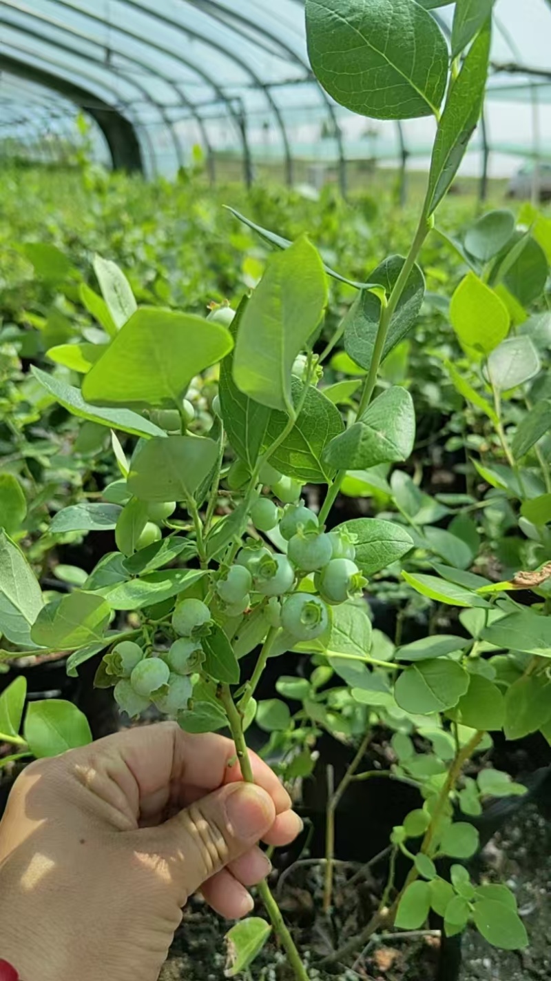 云蒙蓝莓基地供应兔眼蓝莓薄雾蓝莓种苗现挖现适卖南北方栽培