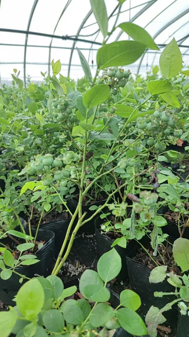 云蒙蓝莓基地供应兔眼蓝莓薄雾蓝莓种苗现挖现适卖南北方栽培