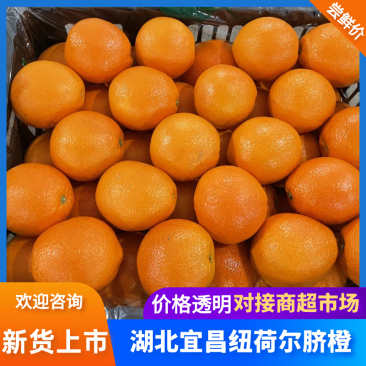 精品纽荷尔脐橙大量供应果园看货采果一手优质货源