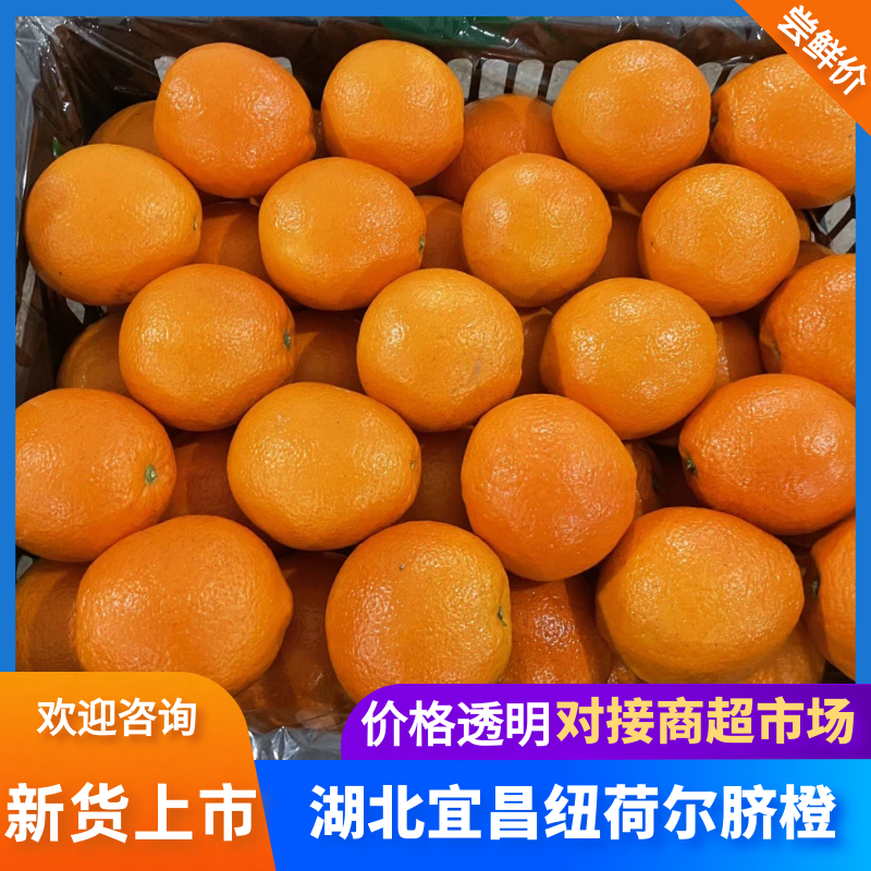 精品纽荷尔脐橙大量供应果园看货采果一手优质货源