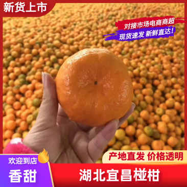 湖北宜昌精品椪柑新品上市，口感纯甜化渣，鲜果采摘直发