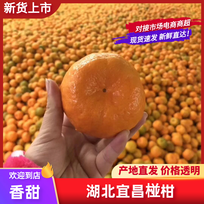 湖北宜昌精品椪柑新品上市，口感纯甜化渣，鲜果采摘直发