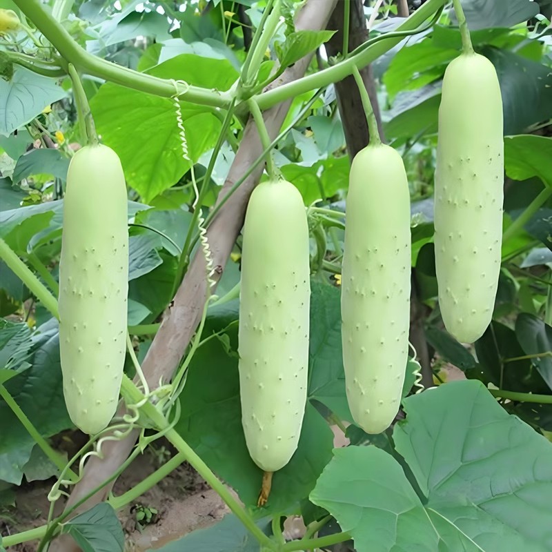 银白脆水果黄瓜种子嫩绿偏白刺溜少脆甜无渣