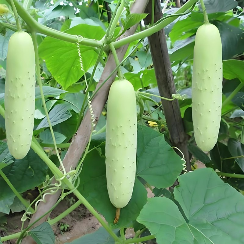 银白脆水果黄瓜种子嫩绿偏白刺溜少脆甜无渣