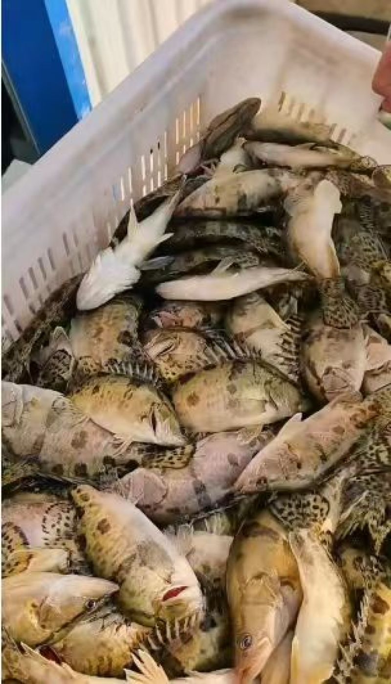 精品桂花鱼苗鳜鱼苗送货上门苗厂直发技术指导