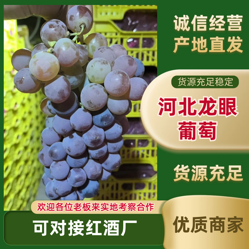 河北龙眼葡萄产地直发一手货源可对接电商市场酒厂加工量大