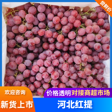 河北精品红提产地直发一手货源规格齐全对接电商市场欢迎电话