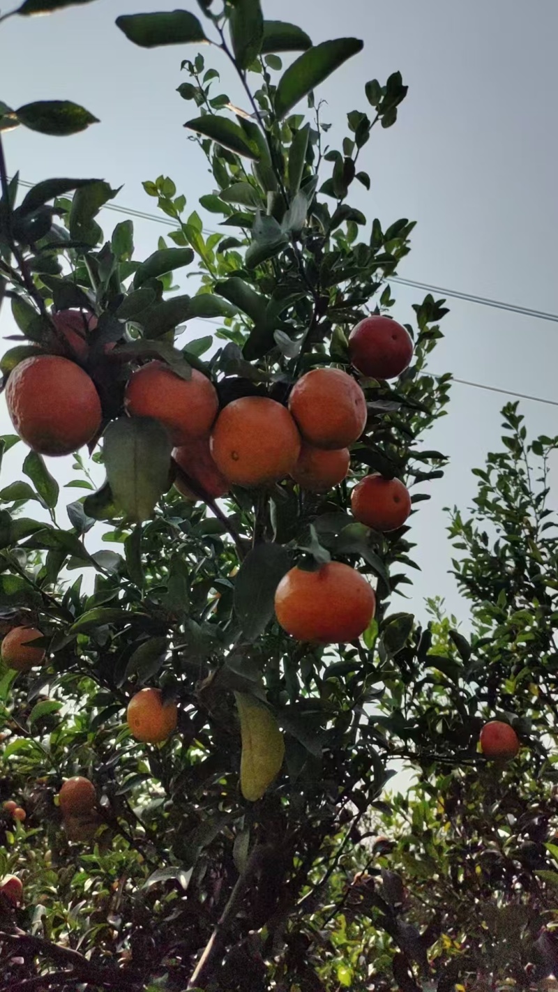 云南砂糖橘，大量上市，口味佳，甜度佳，欢迎咨询
