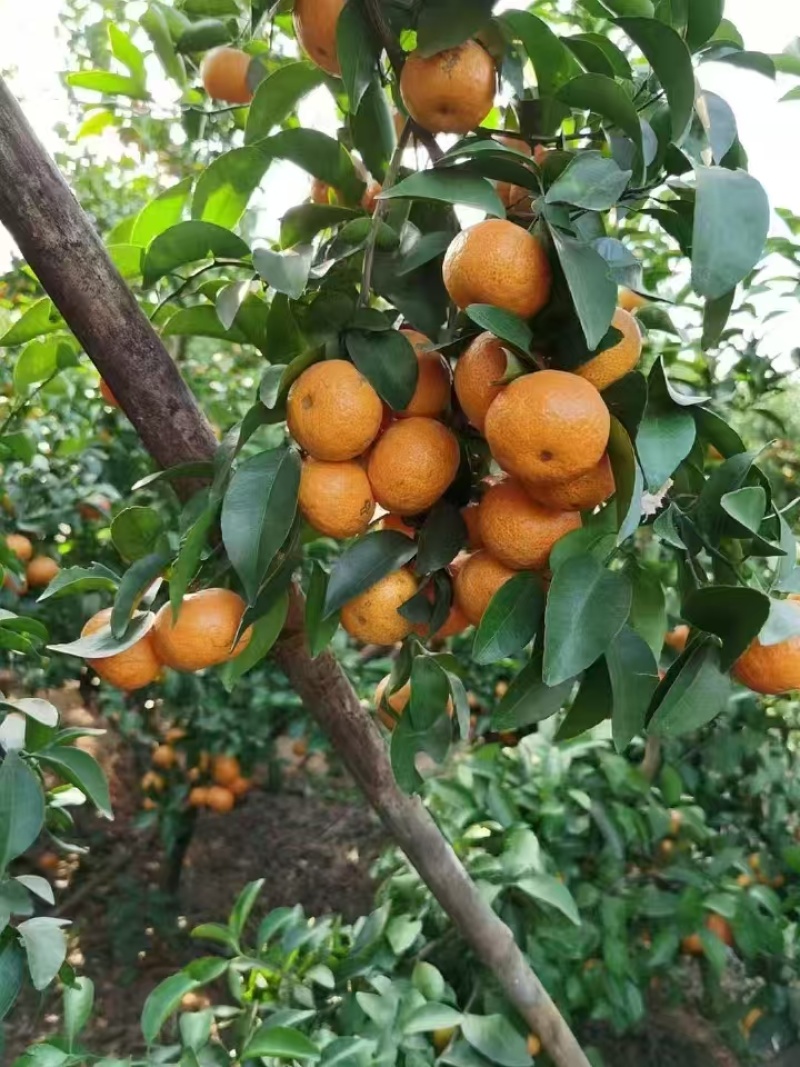 云南砂糖橘，大量上市，口味佳，甜度佳，欢迎咨询