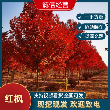 美国红枫大量特价处理，山东红枫苗圃基地直销