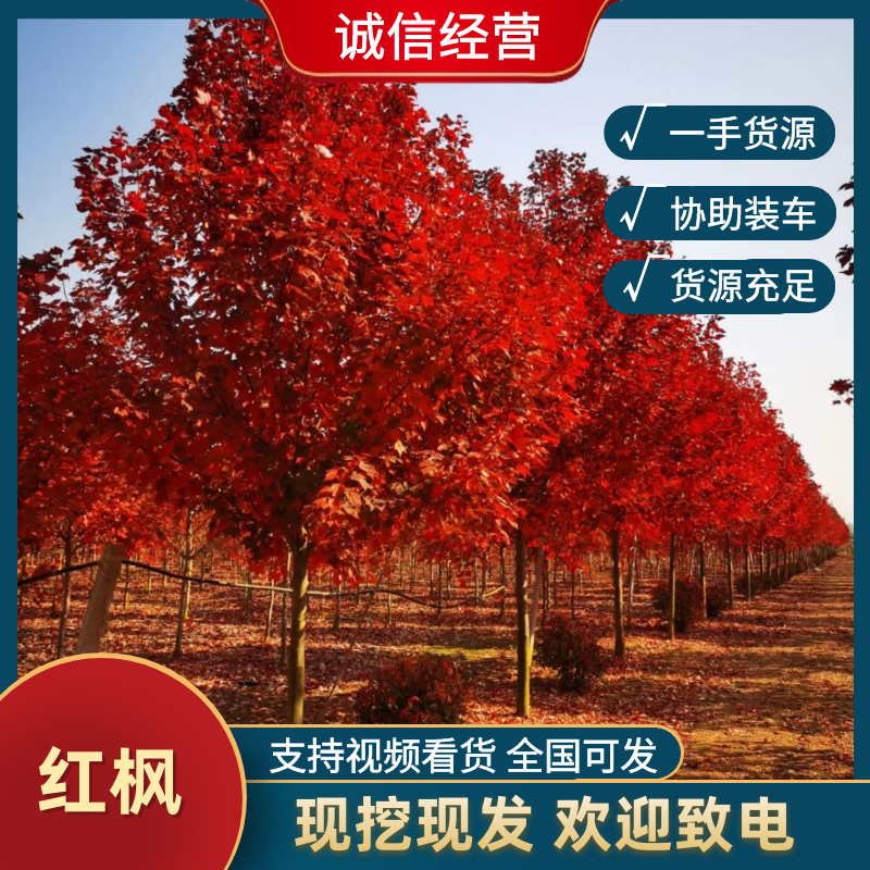 美国红枫大量特价处理，山东红枫苗圃基地直销