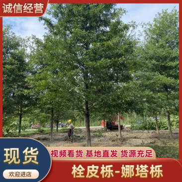 娜塔栎—精品树形大量清地处理，8-20公分，规格齐全