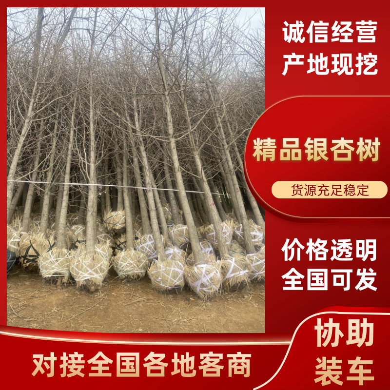 清地处理10公分银杏树—特低价绿化苗成活高教技术包成活