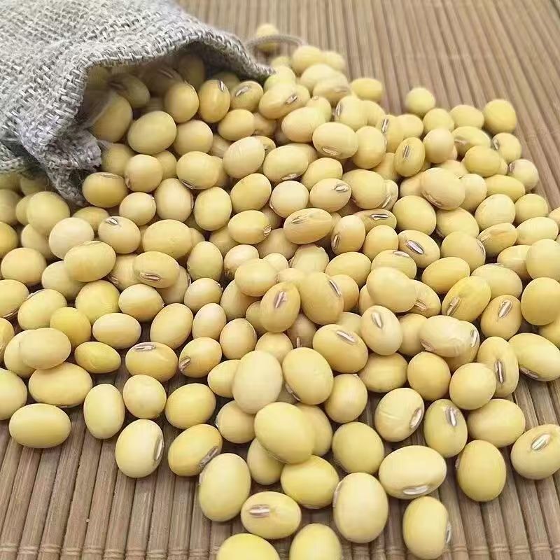 【精选大豆】农民自己种的黄豆山东菏泽基地直供大豆