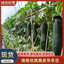 【1千已被店铺种草】海南吊冬瓜/海南冬瓜/一件批发价