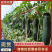 【1千已被店铺种草】海南吊冬瓜/海南冬瓜/一件批发价