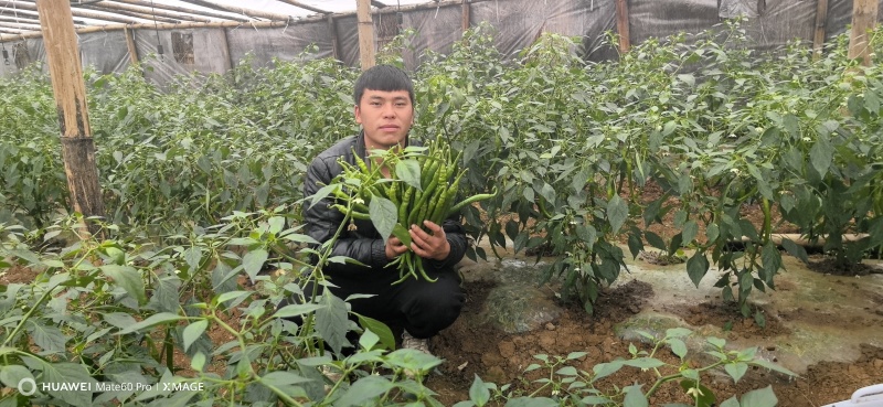 线椒【鲜辣椒】大量上市诚信合作产地直供保质保量