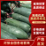 【冬瓜】广西优质黑皮吊冬瓜/南宁县黑皮冬瓜/电商团购批发