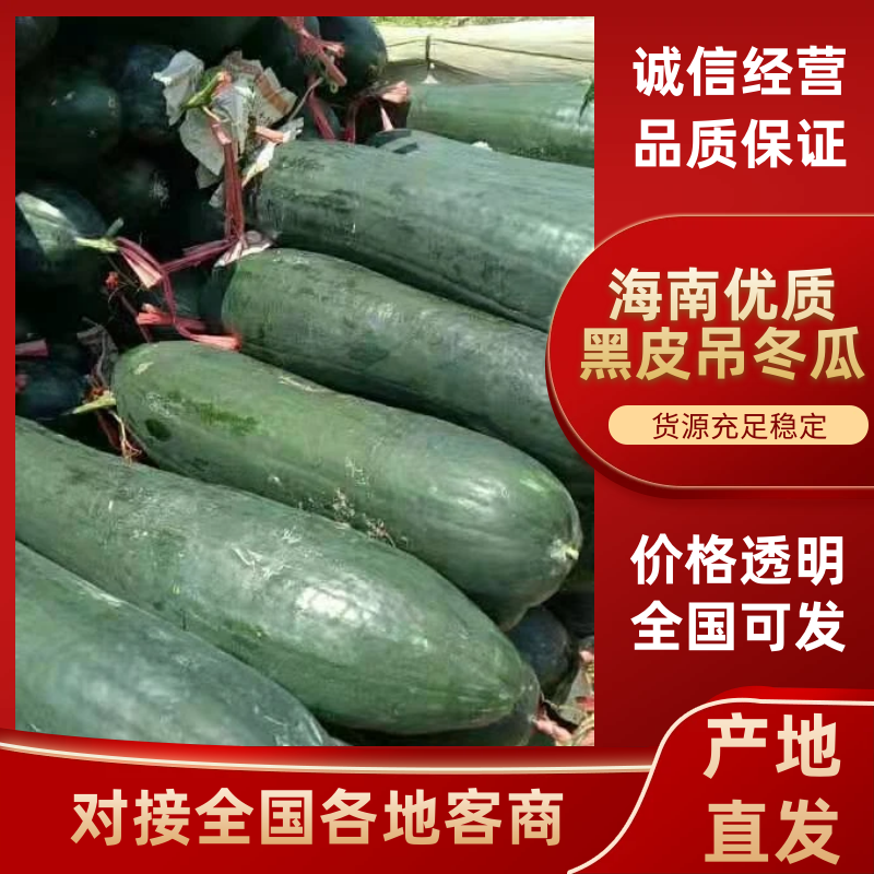 【冬瓜】广西优质黑皮吊冬瓜/南宁县黑皮冬瓜/电商团购批发